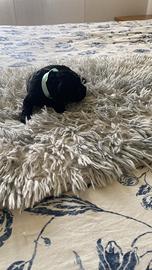 Disponibile ultimo cucciolo