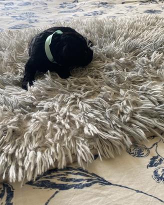 Disponibile ultimo cucciolo