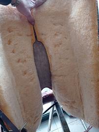 Sella western americana