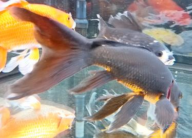 Butterfly Koi karasu nera 28 cm
