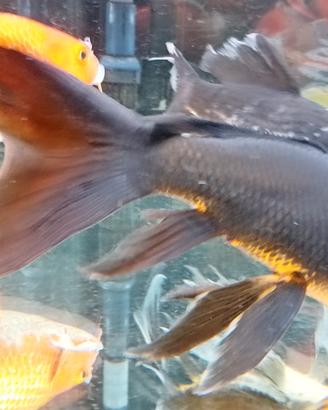 Butterfly Koi karasu nera 28 cm