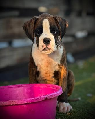 Cuccioli Boxer Maschi Tigrati