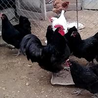 Materiale di australorp nera