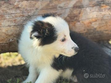 Border collie