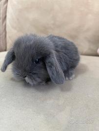 Coniglio nano ariete mini loop blu di vienna