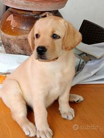 Labrador retriever