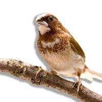 Passeri del giappone