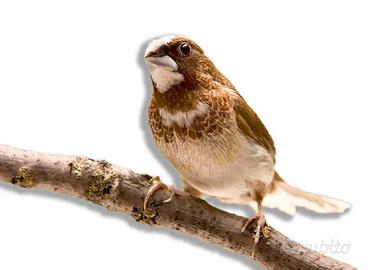 Passeri del giappone