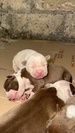 Pitbull