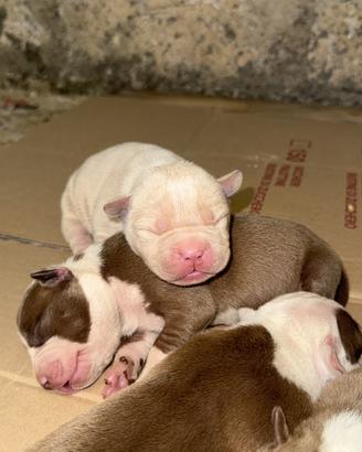 Pitbull