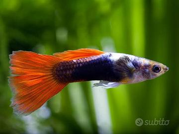 Acquario -  Guppy per piantine acquatiche