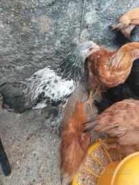 Galletto brahma perniciato argento di 4 mesi