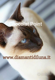 Cuccioli Old Style Siamese - Thai con Pedigree
