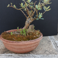 Bonsai di ulivo GR1