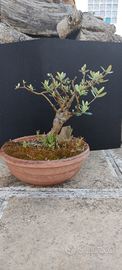 Bonsai di ulivo GR1