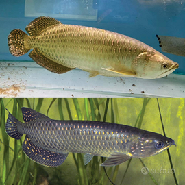 Arowana jardini Arovana