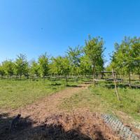 Pensione Cavalli in Natura - Ampi Pascoli nel Bosc