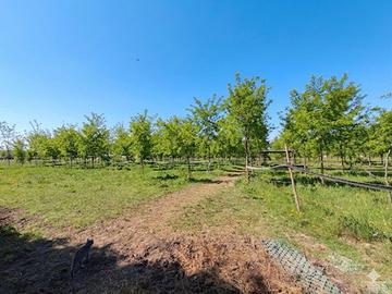 Pensione Cavalli in Natura - Ampi Pascoli nel Bosc