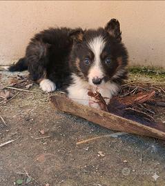 Border collie tricolore