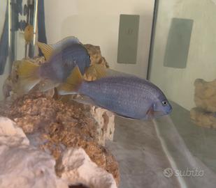 Coppia Pseudotropheus Acei taglia grande
