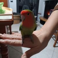 Inseparabile maschio allevato a mano Grammichele