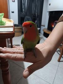 Inseparabile maschio allevato a mano Grammichele