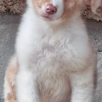 Australian shepherd cucciolo occhi azzurri