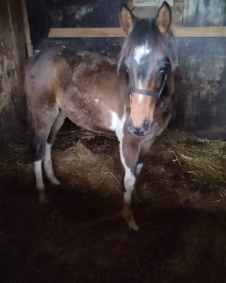 Cavallo Paint horse
