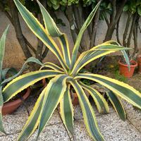 Agave americana