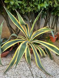 Agave americana