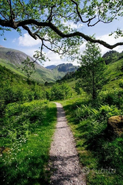 Terreno SAN CALOGERO (V. V.) ULIVETO 4 ettari