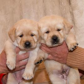 Dolci cuccioli di Labrador con pedigree
