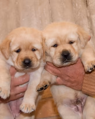 Dolci cuccioli di Labrador con pedigree