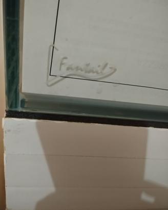 acquario nuovo fantail