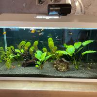 Acquario aquael 100 litri