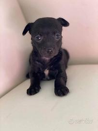 Mini chihuahua Pincher Toy da borsetta