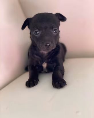 Mini chihuahua Pincher Toy da borsetta