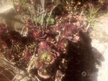 Giardino arredo giardino e fai da te