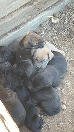 Cuccioli cane corso