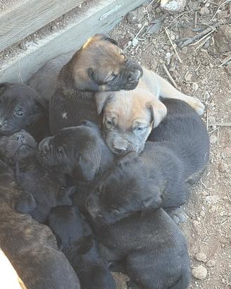 Cuccioli cane corso