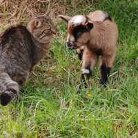 Capretti cammosciati