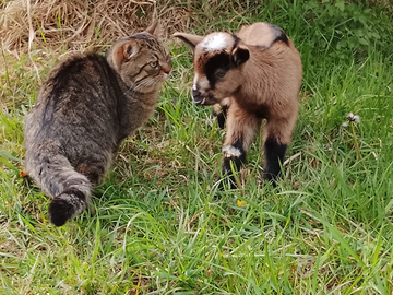 Capretti cammosciati