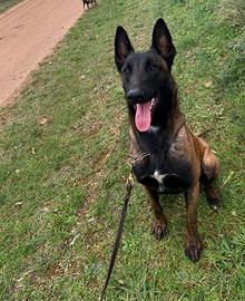 Pastore belga malinois per monta