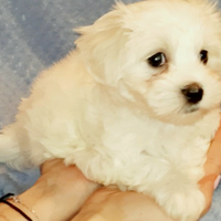 Maschietto maltese toy