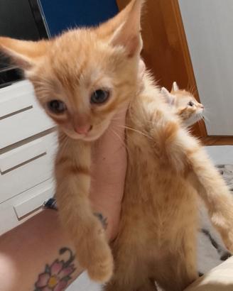 gattina femmina rossa 