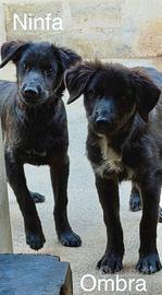 Due cucciole simil Golden nere ADOZIONE