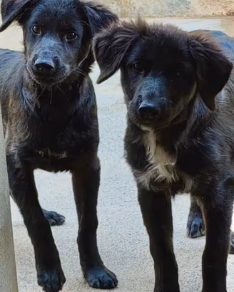 Due cucciole simil Golden nere ADOZIONE