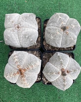 Cactus Astrophytum Myriostigma Cv.Onzuka