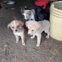 Cuccioli di pastore apuano-maremmano