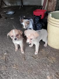 Cuccioli di pastore apuano-maremmano